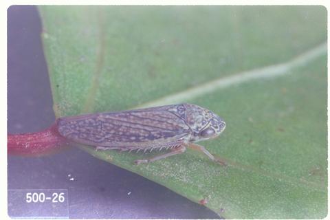 Graphocephala confluens (Willow leafhopper)