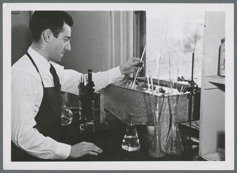 Pea enzymes experiment, circa 1930