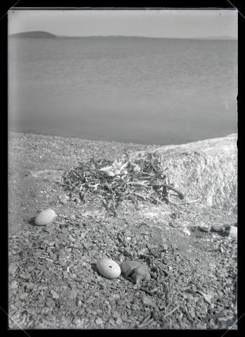Pelican nest and eggs
