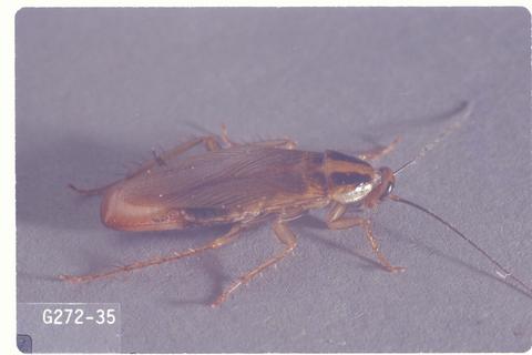 Blattella germanica (German cockroach)