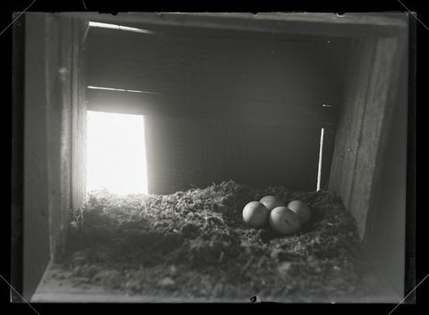 Barn owl nest and eggs