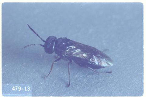 Caliroa cerasi (Pear sawfly / Pear slug)