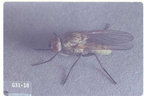 Hylemya platura (Seedcorn maggot)