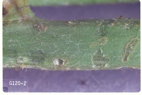 Hypera postica (Alfalfa weevil)