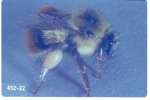 Bombus mixtus (Fuzzy-horned bumble bee)