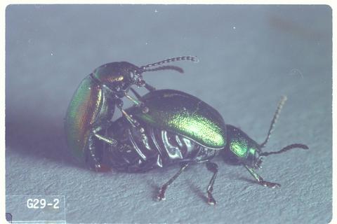 Gastrophysa cyanea (Green dock beetle)