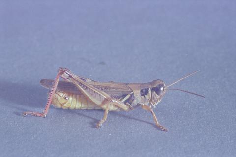 Melanoplus femurrubrum (Red-legged grasshopper)