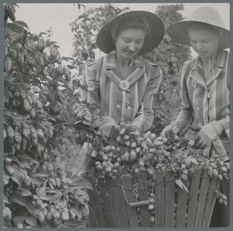 Two young women picking hops