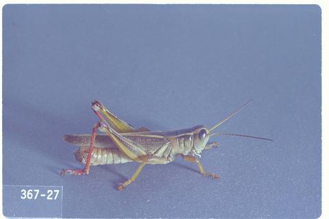 Melanoplus bivittatus (Two-striped grasshopper)