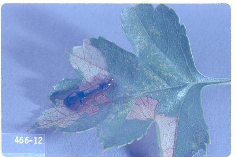 Caliroa cerasi (Pear sawfly / Pear slug)