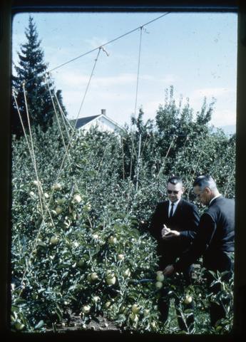 Don Taylor and W.T. Cooney looking at dwarf apple hedge at Mid-Columbia Experiment Station, circa 1963