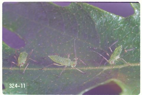 Euceraphis punctipennis (Birch aphid)