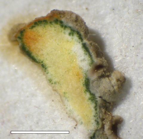 Lobothallia alphoplaca