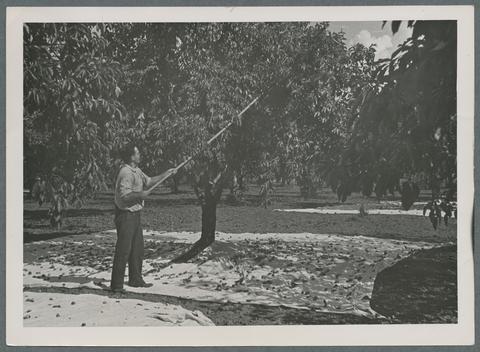 Prune harvesting, 1939