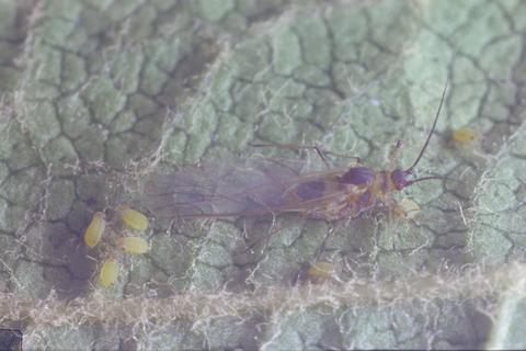 Aphis pomi (Apple aphid)