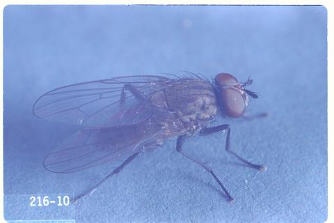 Delia platura (Seedcorn maggot)
