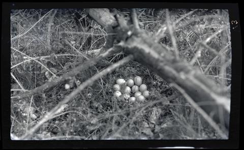 Pheasant nest and eggs