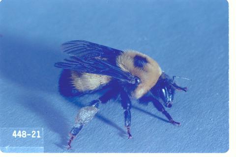 Bombus griseocollis (Brown-belted bumble bee)