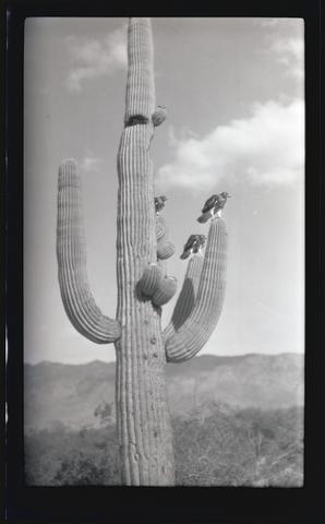 Red-tailed hawks on a saguaro