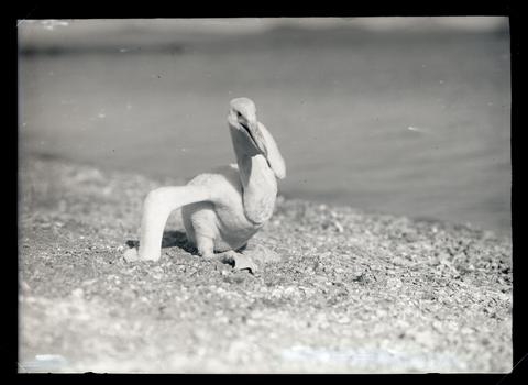 Young pelican