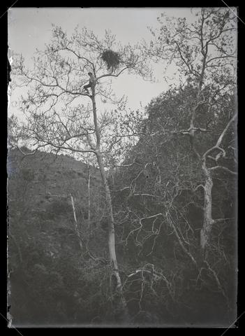 H. T. Bohlman with hawk nest