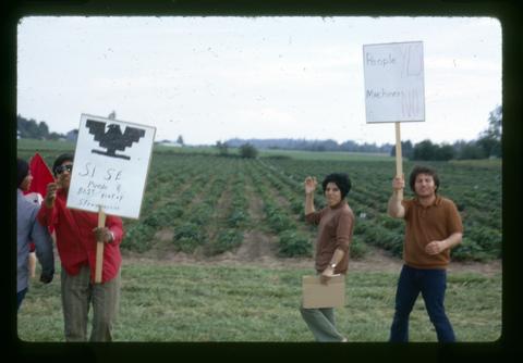Chicano strawberry workers picketing North Willamette Experiment Station, Oregon State University, Aurora, Oregon, circa 1972