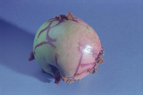 Grapholita molesta (Oriental fruit moth)