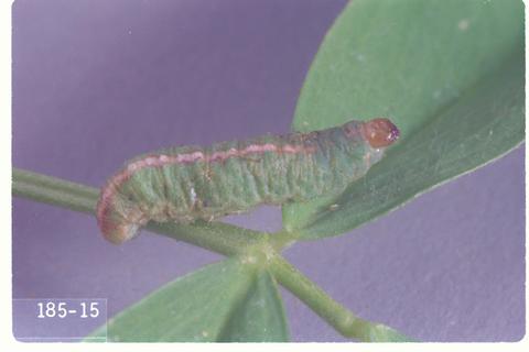 Hypera punctata (Clover leaf weevil)