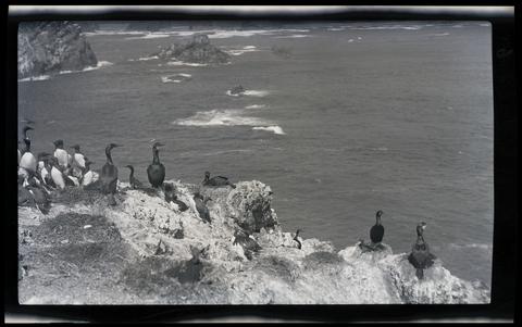 Cormorants and murres