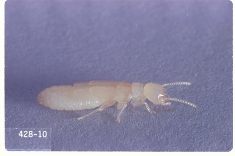 Reticulitermes hesperus (Western subterranean termite)