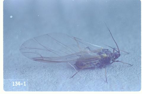Macrosiphum avenae (English grain aphid)