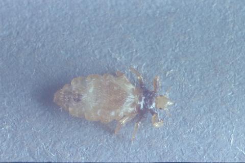 Pediculus humanus (Body louse)