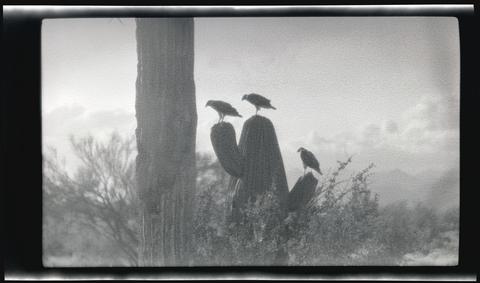 Red-tailed hawks perched on a cactus costume