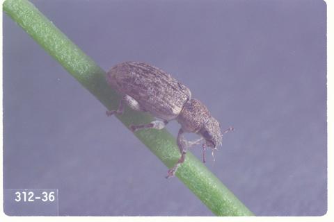 Sitona cylindricollis (Sweet clover weevil)