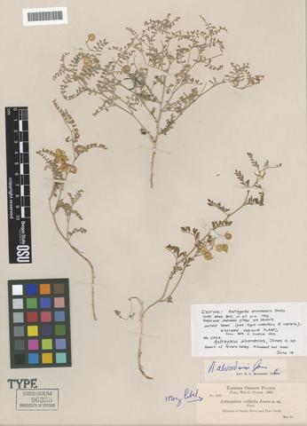 Astragalus alvordensis Jones