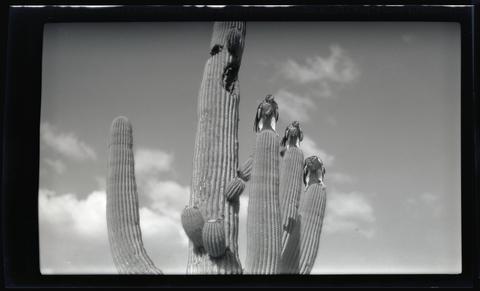 Red-tailed hawks on a saguaro